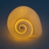 ORIGIN Home Decor Shell Lampes lumineuses | Figurine Marin Écru - 8x13x9cm